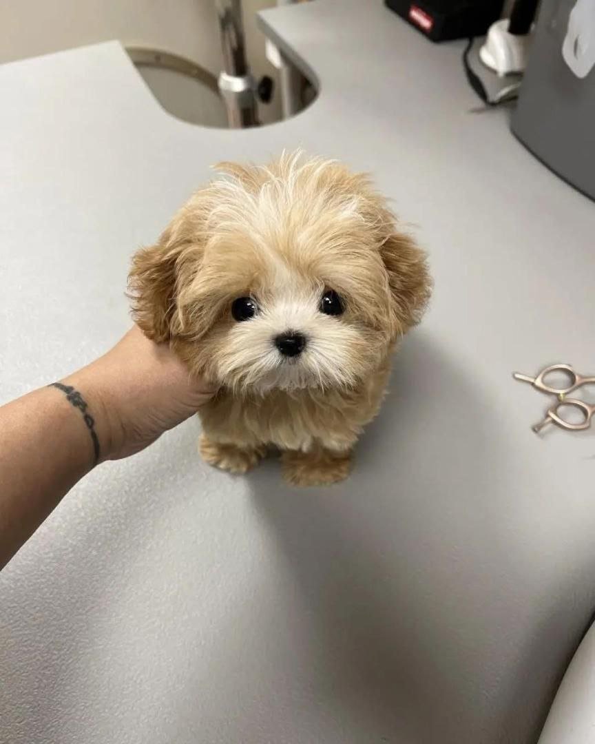 Apricot Maltipoo Puppy for Sale | Tiny Teddy Bear Companion - Image 3