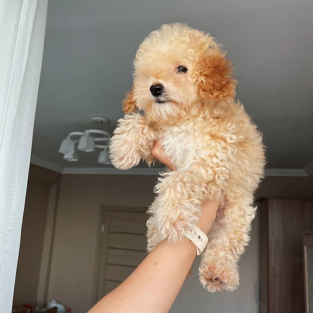 Apricot Toy Poodle Puppy for Sale | Tiny Curly Coat Companion - Image 2