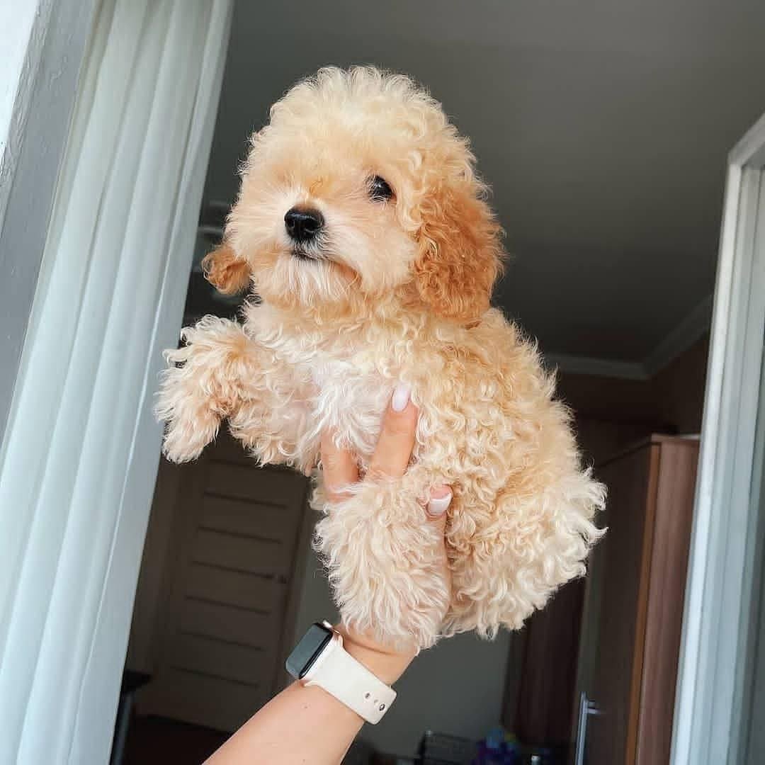 Apricot Toy Poodle Puppy for Sale | Tiny Curly Coat Companion - Image 3