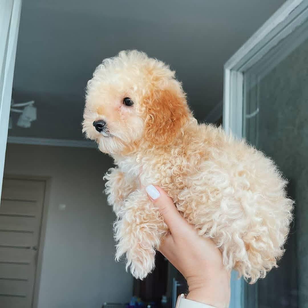 apricot toy poodle puppy being held