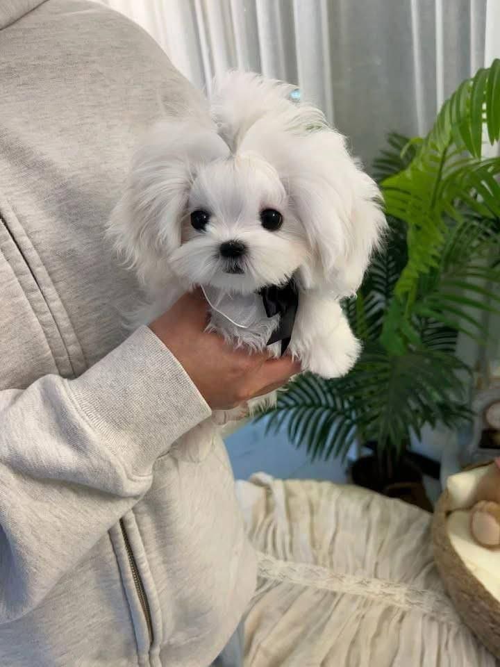 Maltipoo Puppy for Sale | Fluffy Toy Designer Breed - Image 2