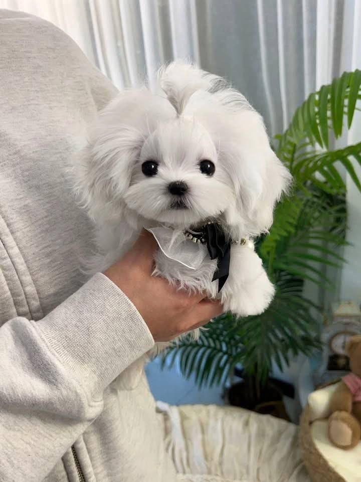 Maltipoo Puppy for Sale | Fluffy Toy Designer Breed - Image 3