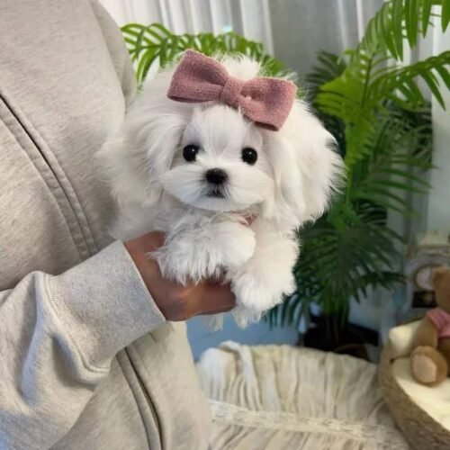 Maltipoo Puppy for Sale | Fluffy Toy Designer Breed