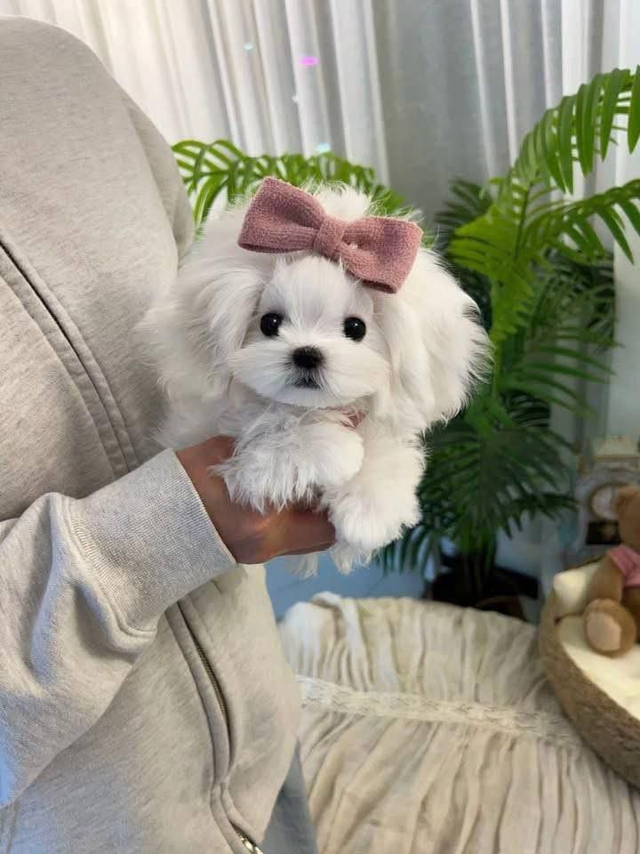 Maltipoo puppy