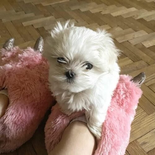 Maltese Puppy for Sale | Tiny White Toy Breed Companion
