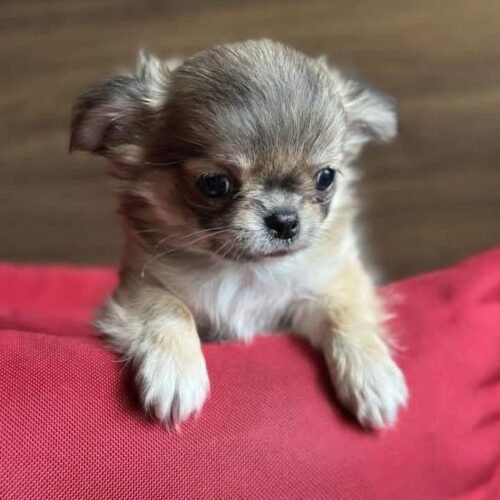 Long Haired Chihuahua Puppy | Tiny Toy Breed Companion