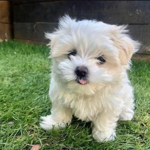 Maltese Puppy for Sale | Adorable Small Breed Companion