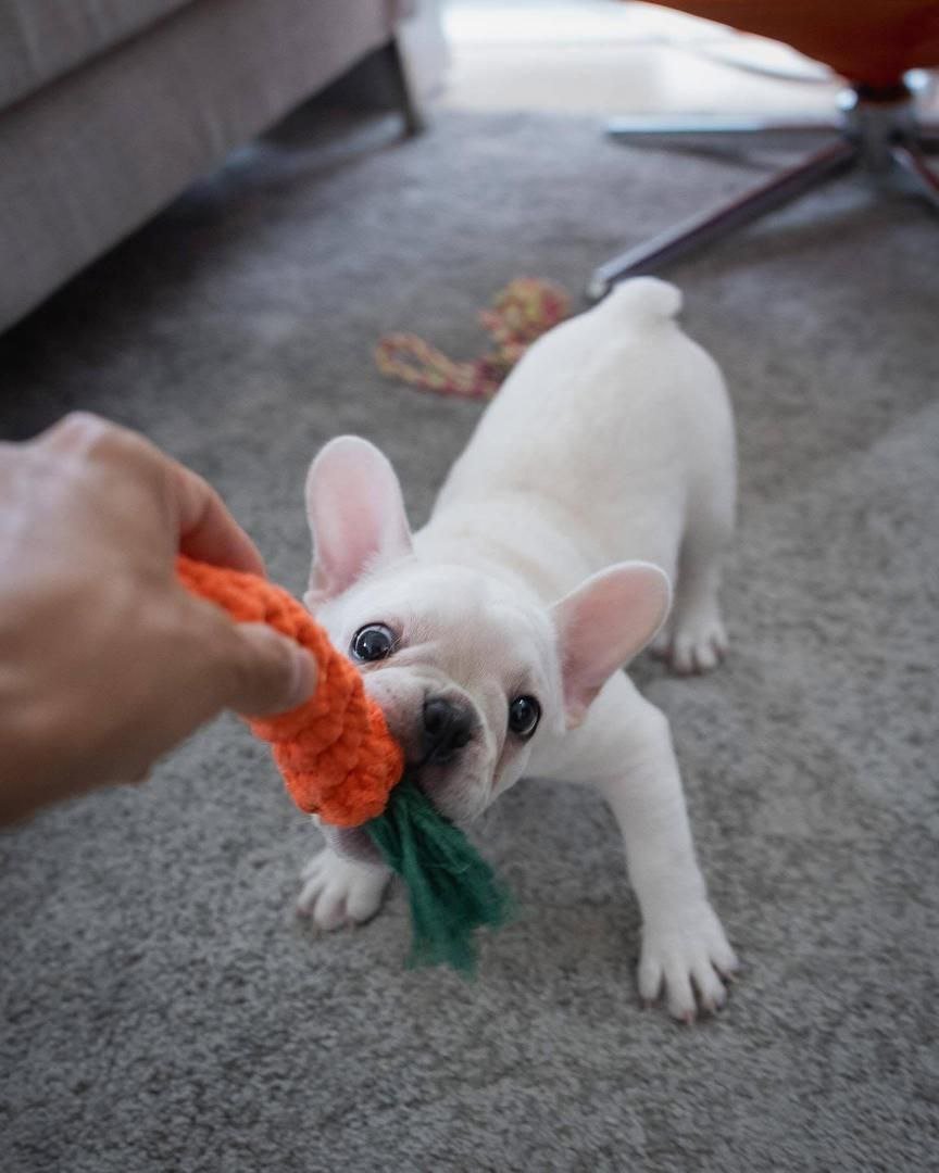 Cream French Bulldog Puppy | Adorable Frenchie Campanion - Image 2