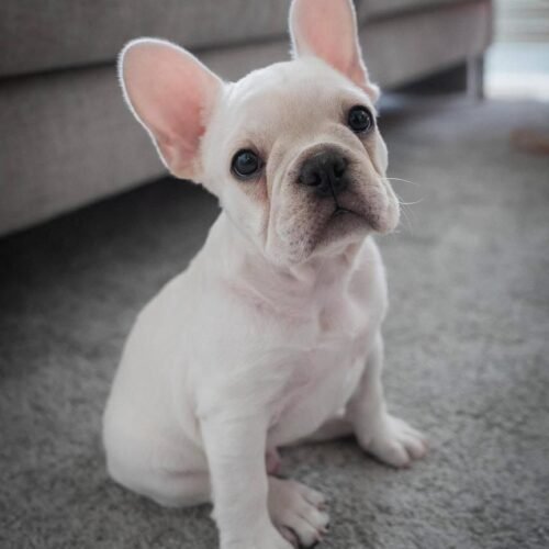 Cream French Bulldog Puppy | Adorable Frenchie Campanion