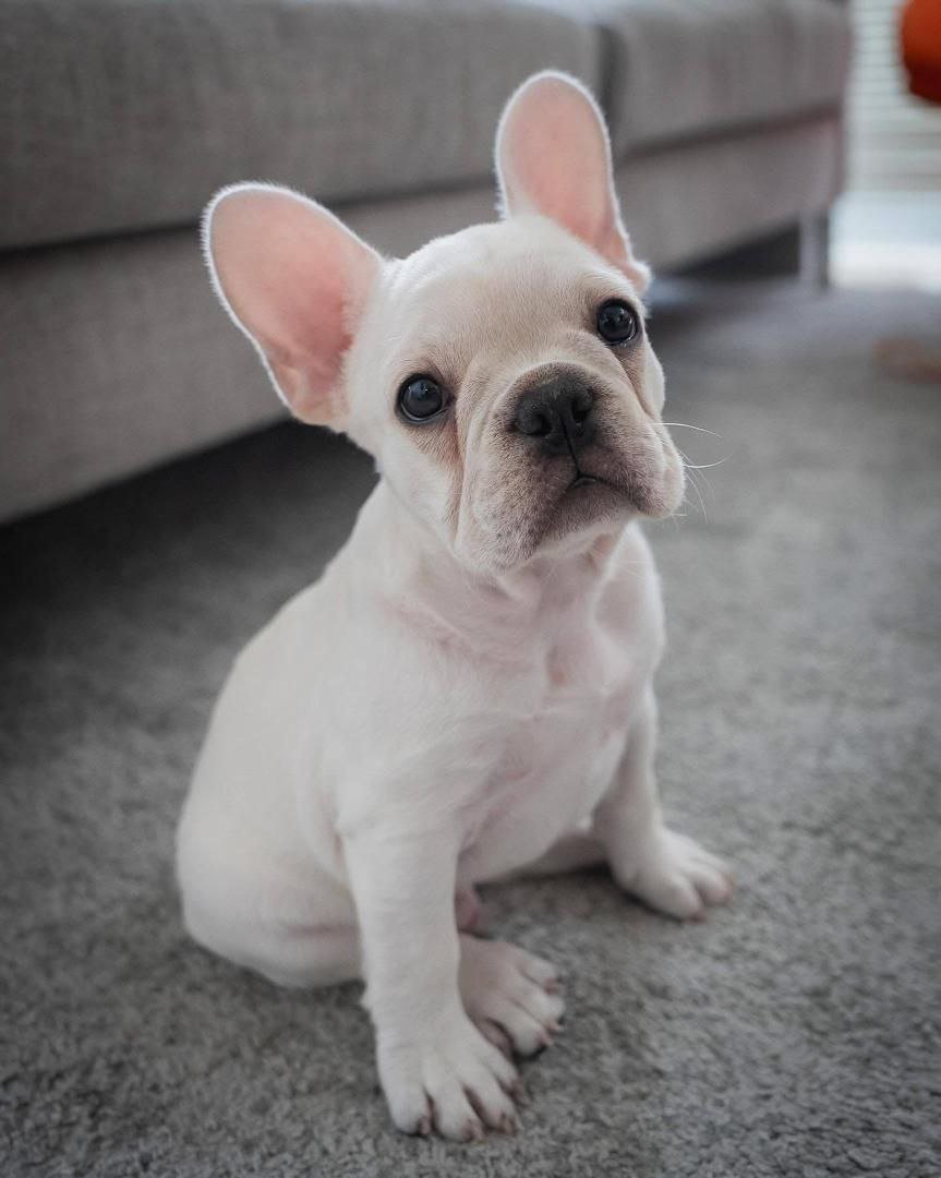 cream french bulldog puppy sitting down