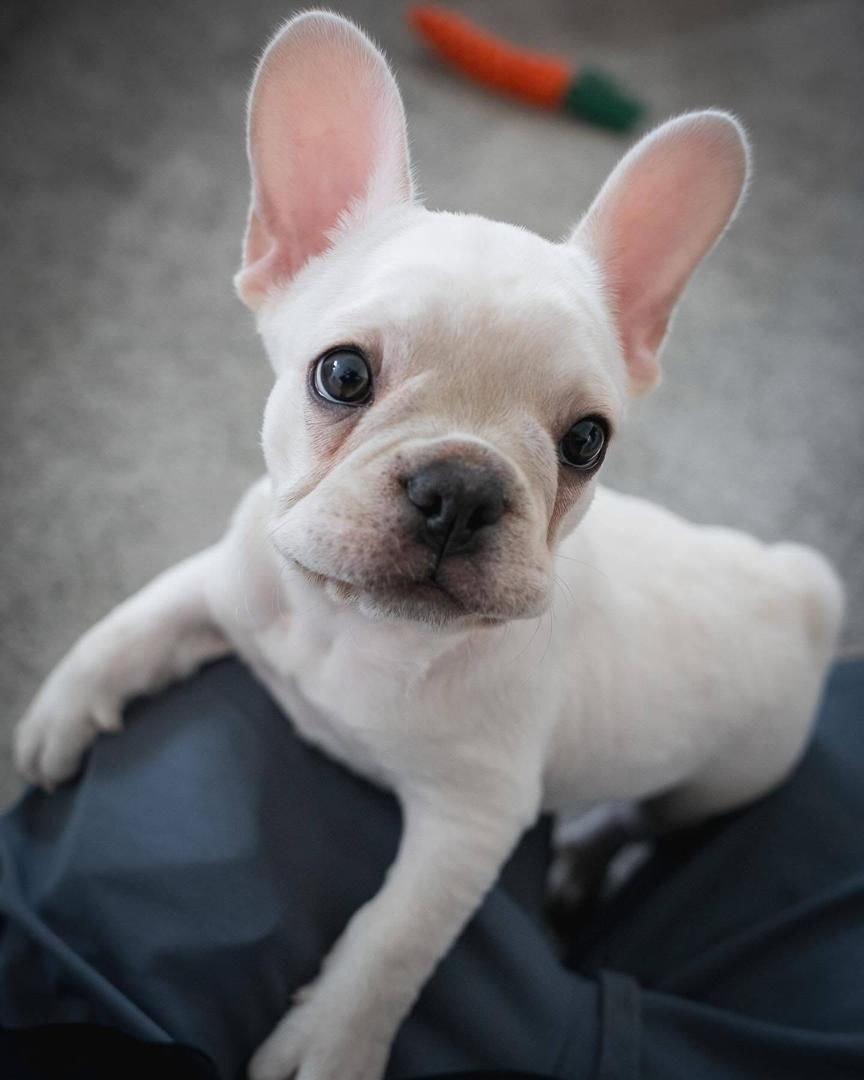 Cream French Bulldog Puppy | Adorable Frenchie Campanion - Image 3