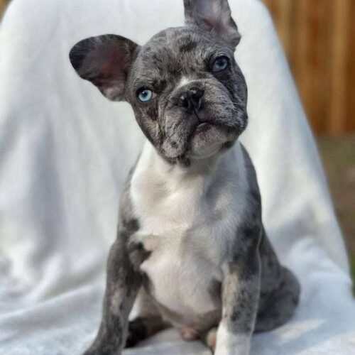 Blue Merle French Bulldog