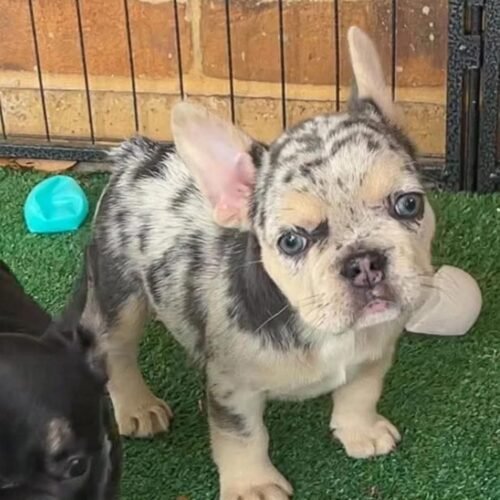 Merle French Bulldog Puppy for Sale | Rare Frenchie Companion