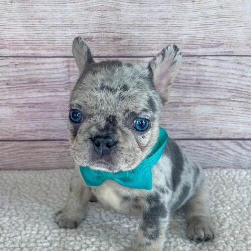 Blue Merle French Bulldog Puppy for Sale | Healthy Frenchie