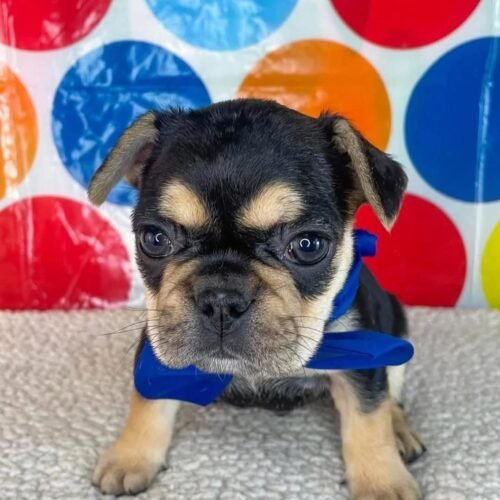 Black Tan French Bulldog Puppy for Sale | Healthy Frenchie