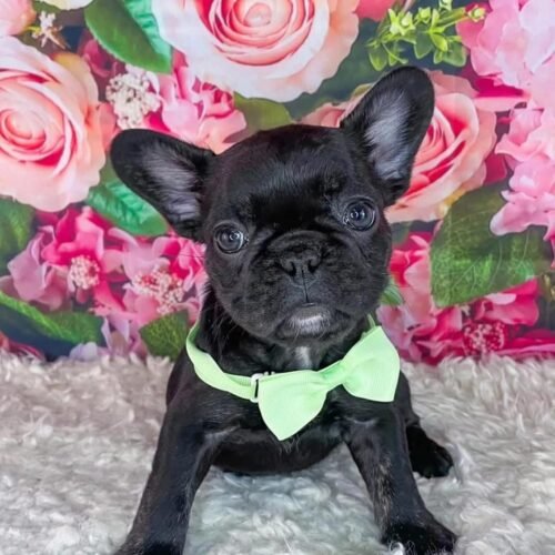 Black French Bulldog Puppy | Healthy Frenchie Companion