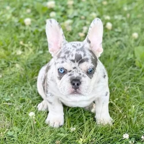 Merle French Bulldog Puppy for Sale | Blue-Eyed Frenchie