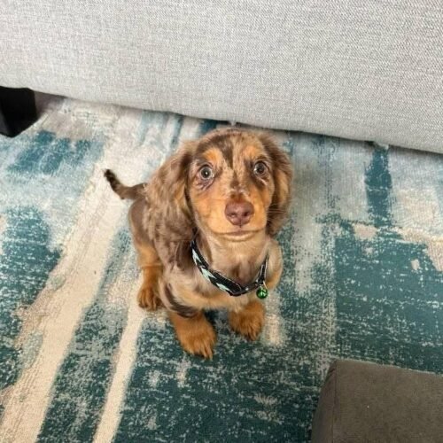 Chocolate Dapple Dachshund Puppy for Sale