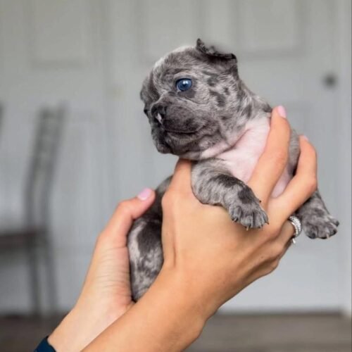Blue Merle French Bulldog Puppy For Sale