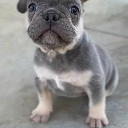 Blue French Bulldog Puppy for Sale | Healthy Small Breed Puppies