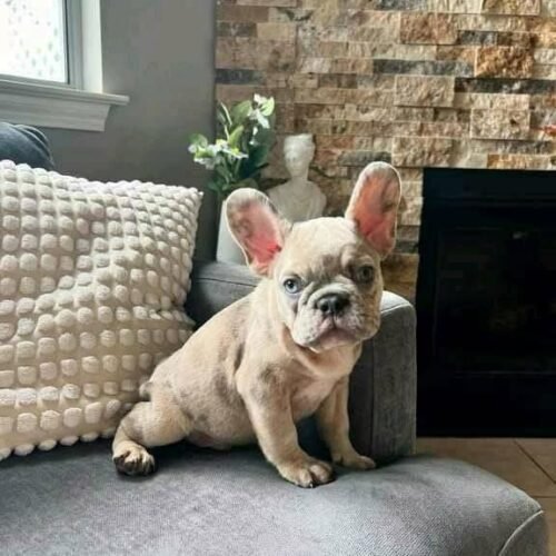 Cream French Bulldog Puppy for Sale