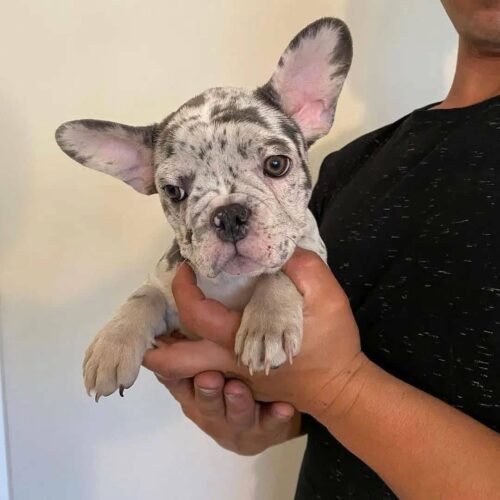 Merle French Bulldog Puppy for Sale