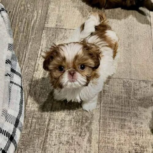 Shih Tzu Puppy for Sale | Healthy Small Breed Puppies