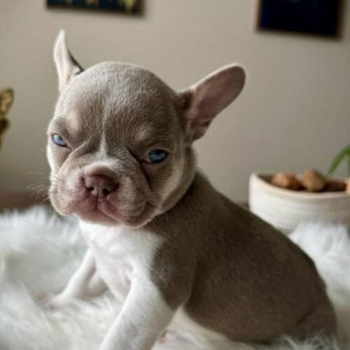 Lilac French Bulldog Puppy for Sale | Healthy Small Breed Puppies