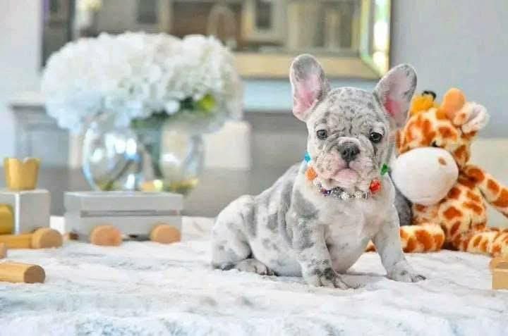 Merle French Bulldog Puppy For Sale - Image 2