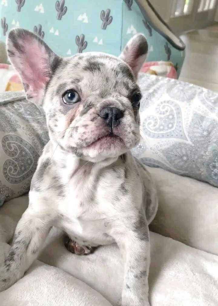 Merle French Bulldog Puppy For Sale