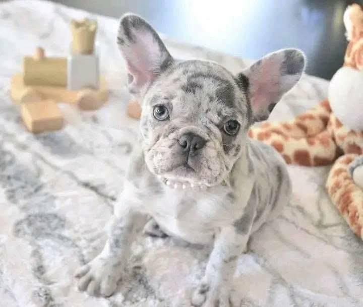 Merle French Bulldog Puppy For Sale - Image 3