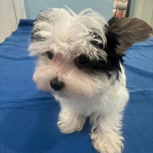 Black White Maltipoo Puppy for Sale | Healthy Small Breed Puppies