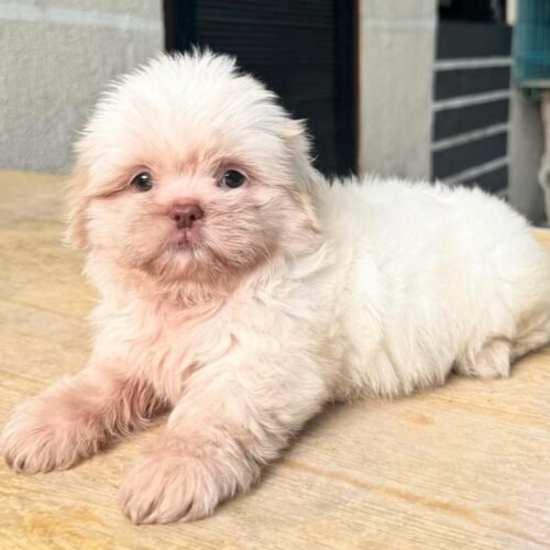 Cream Maltipoo Puppy for Sale | Healthy Small Breed Puppies
