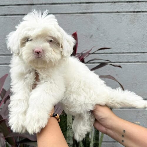 White Maltipoo Puppy for Sale | Healthy Small Breed Puppies
