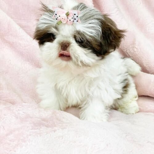Female Shih Tzu Puppy for Sale | Healthy Small Breed Puppies