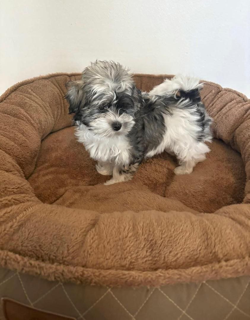 Black White Maltipoo Puppy for Sale | Healthy Small Breed Puppies - Image 2