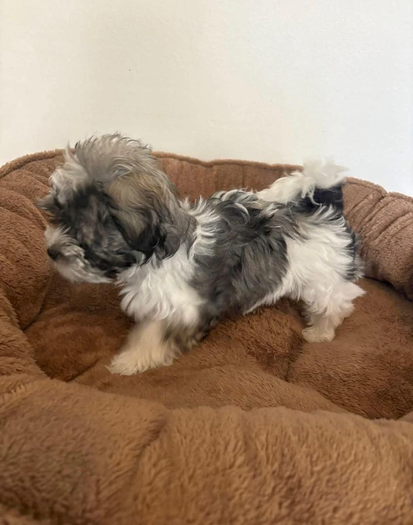 Black White Maltipoo Puppy for Sale | Healthy Small Breed Puppies - Image 3