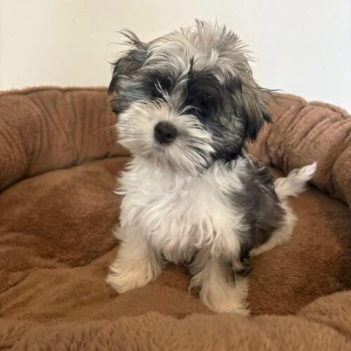 Black White Maltipoo Puppy for Sale | Healthy Small Breed Puppies