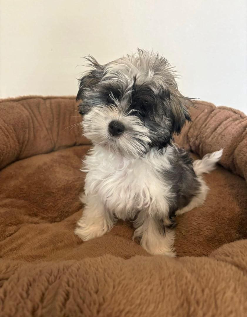 black white maltipoo puppy fluffy coat