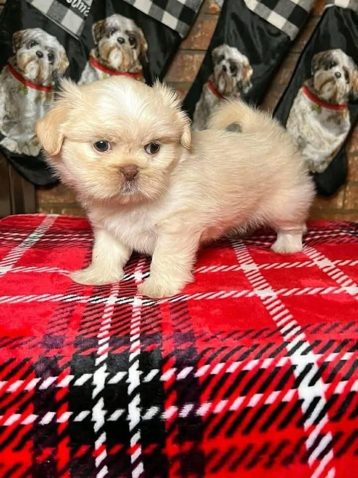 Cream Shih Tzu Puppy for Sale | Healthy Small Breed Puppies - Image 2