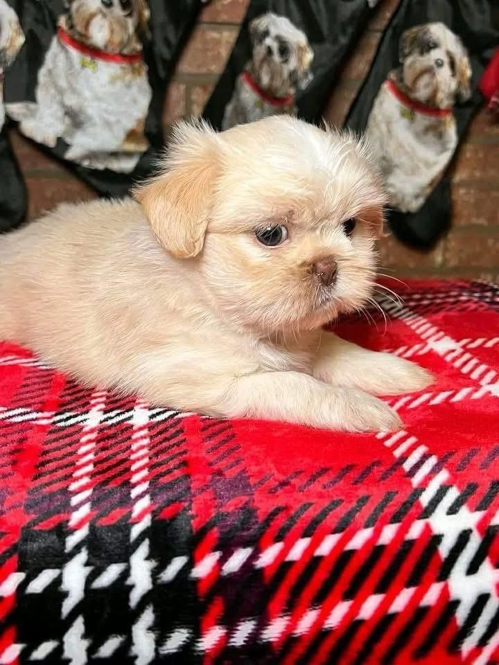 Cream Shih Tzu Puppy for Sale | Healthy Small Breed Puppies - Image 3