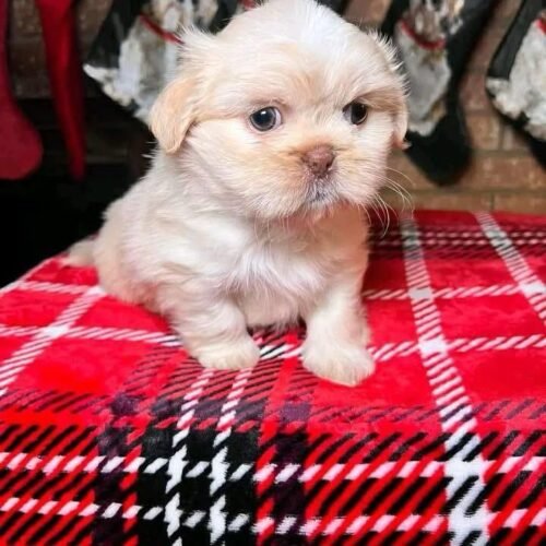 Cream Shih Tzu Puppy for Sale | Healthy Small Breed Puppies