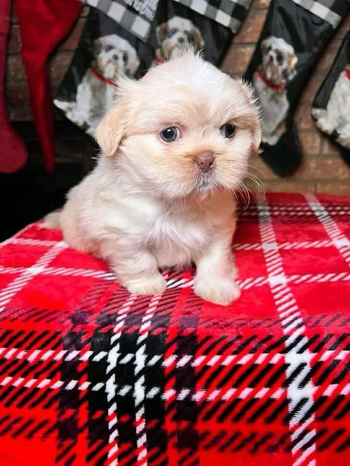 cream shih tzu puppy fluffy coat