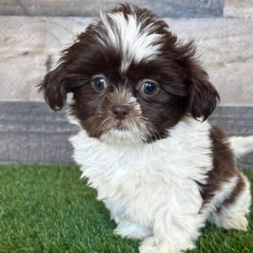 Chocolate White Shih Tzu Puppy for Sale