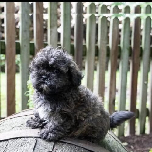Black Maltipoo Puppy for Sale | Adorable Small Breed Companion