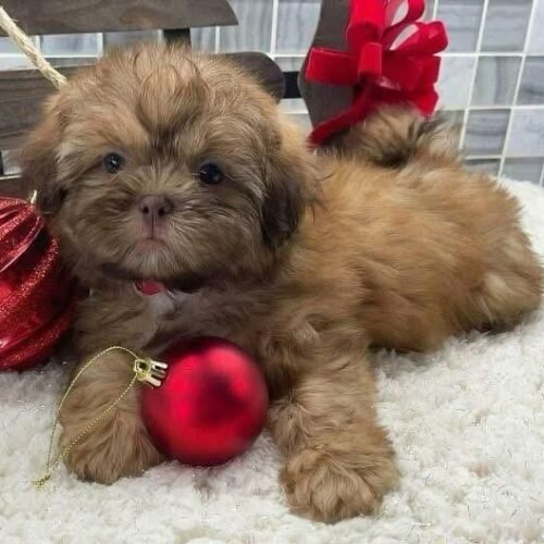 Golden Shih Tzu Puppy for Sale | Healthy Small Breed Puppies
