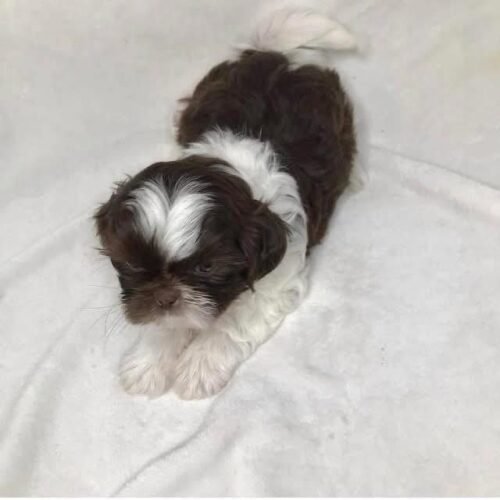 Shih Tzu Mix Puppy for Sale | Healthy Small Breed Companion