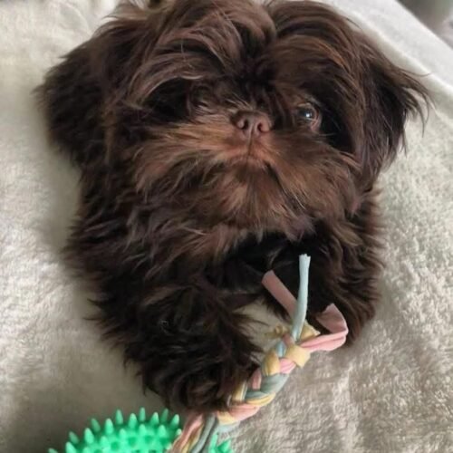 Chocolate Shih Tzu Puppy for Sale | Rare Small Breed Companion