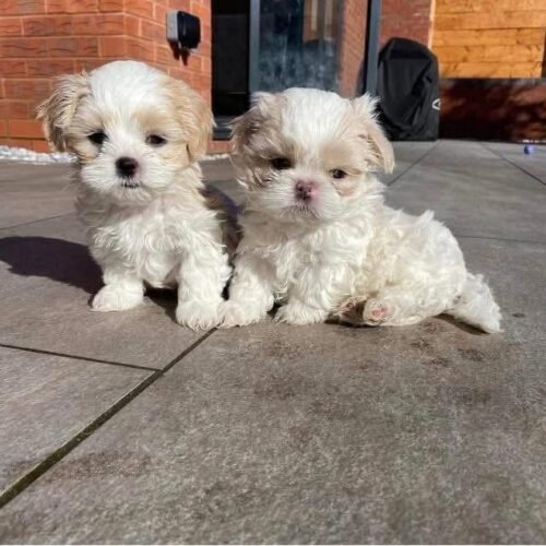 Maltese Shih Tzu Puppies for Sale | Adorable Small Companion