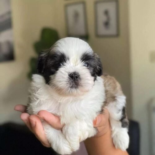 Black White Shih Tzu Puppy for Sale | Healthy Small Breed